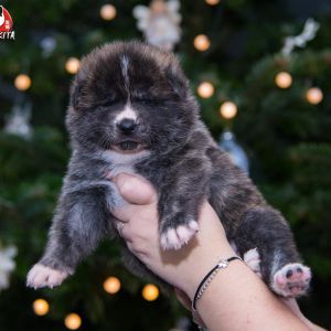 DSC 9016 kopia (Copy)